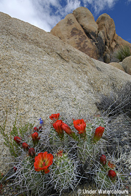 Joshua Tree Desert Flowers