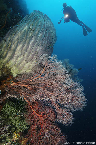 Join Bonnie Pelnar Aboard The Msy Damai On A Photo Excursion Through 