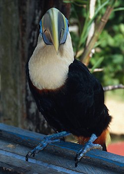 Amazon Toucan