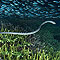 Gunung Api Banded Sea Snake
