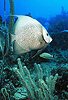 British Virgin Islands Underwater Photos