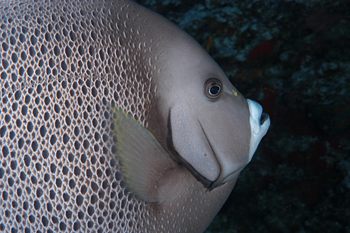 digital underwater photography from cozumel