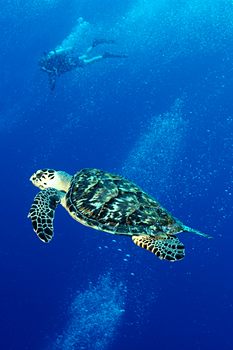 digital underwater photography from cozumel