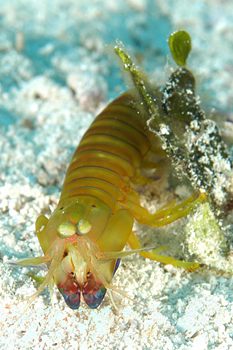 digital underwater photography from cozumel