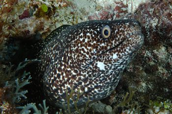 digital underwater photography from cozumel