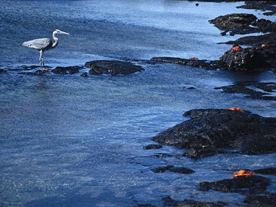 GALAPAGOS