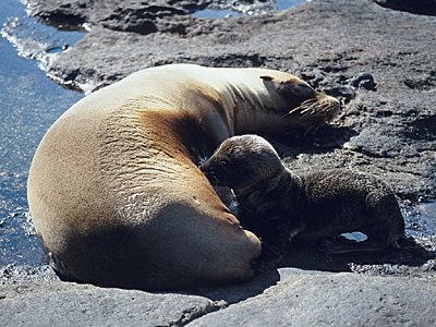 GALAPAGOS