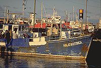 Tonga fishing boats