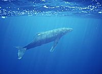 Humpback Whale at the surface