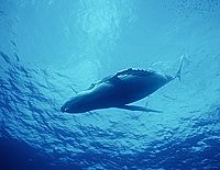 One of three Humbpack Whales seen while scuba diving