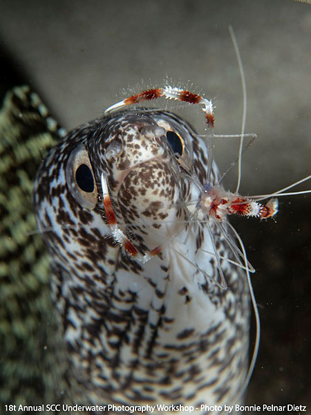 Moral Eel and Banded Coral Shrimp