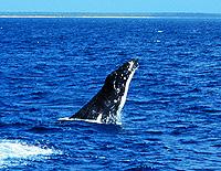 Humpback Breeching